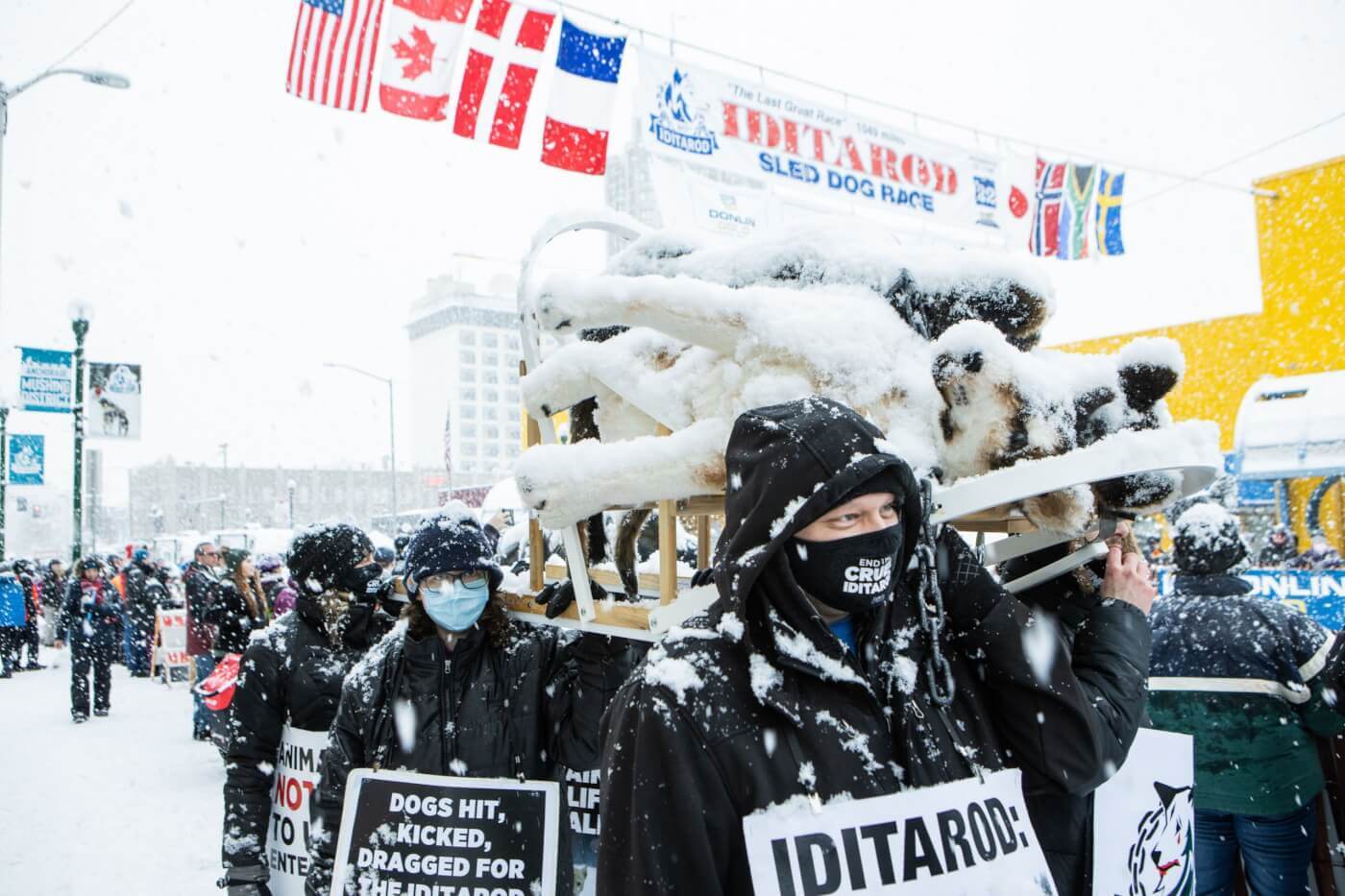 ÚLTIMO MOMENTO Perra embarazada muere corriendo en el Iditarod PETA