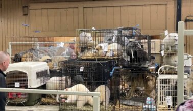 Infernal Subasta de Animales Exóticos Citada por Terribles Condiciones Tras Aviso de PETA