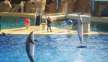 SeaWorld Acaba de Enviar en Secreto 24 Delfines a Abu Dabi