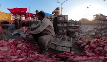 PETA India Pone al Descubierto los Mercados de Animales Vivos Empapados de Sangre