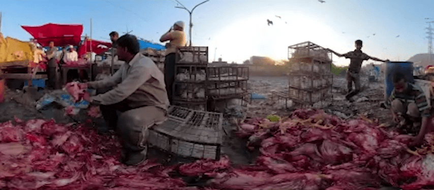 mercados de animales vivos