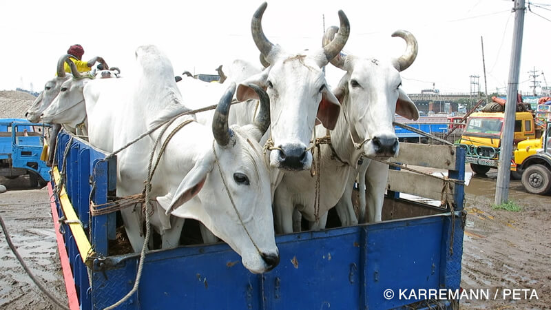 Indian-Cows-in-Truck