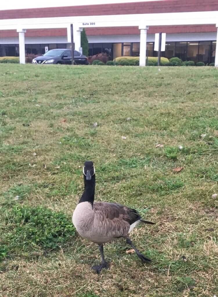 Goose