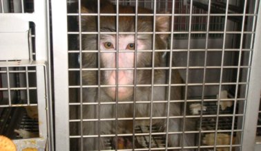 7 Formas de ayudar a los animales que sufren en experimentos