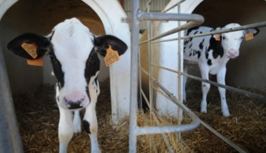 Por Qué la Leche de Vaca es la Bebida Preferida Para los Supremacistas