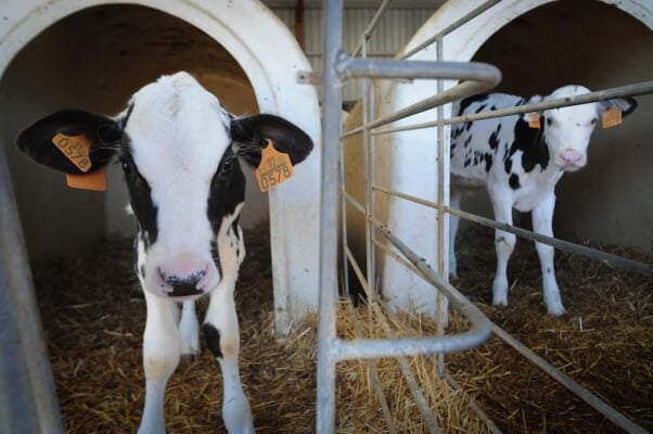 Cow JMcArthur DairyVealFarm