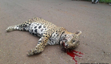 ¡Cuidado con la vida silvestre! Esta jaguar embarazada fue golpeada por un auto a exceso de velocidad en Argentina