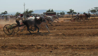 Insta a Las Autoridades de la India a Que no Permitan Las Corridas de Toros