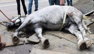 Carruaje halado por caballos deja un rastro de sangre en las calles de Charleston