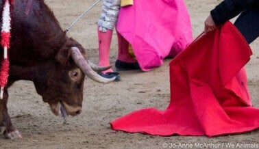 Pide a la gobernadora Jiménez que prohíba las corridas de toros en la Feria Nacional de San Marcos en Aguascalientes