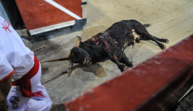 Actúa para poner fin a las corridas de toros