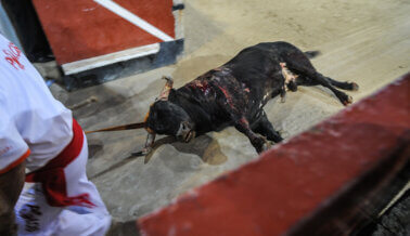 ‘¿Demasiado fuerte para TV?’ El anuncio de servicio público de PETA Latino es rechazado, ¡pero la tortura de toros sigue siendo televisada!
