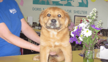 A cachorrito con frío le cambia la suerte