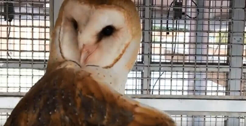 Owl at Johns Hopkins University