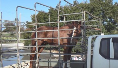 PETA Critica a los Funcionarios de Corea del Sur por Eliminar los Registros de Matanzas de Caballos de Carreras