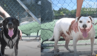 Video: Mira cómo ‘perros de patio trasero’ rescatados prosperan en un hogar de acogida en Cancún Video: Mira cómo ‘perros de patio trasero’ rescatados prosperan en un hogar de acogida en Cancún