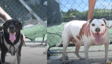 Video: Mira cómo ‘perros de patio trasero’ rescatados prosperan en un hogar de acogida en Cancún