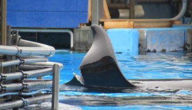 Aleta dorsal de la orca Katina se fractura en el Sea World de Orlando