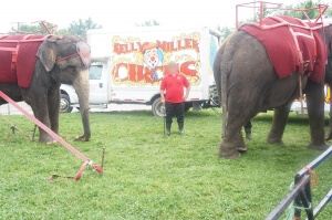 Elefantes del circo Kelly Miller y un entrenador con un bullhook.