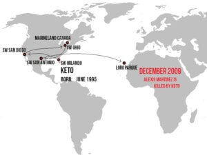 Keto the orcas's movements