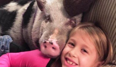 Video: Cerdo maltratado entre los brazos de su nueva familia te derretirá el corazón