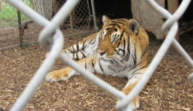 Tigre Fue Encontrado Deambulando en Vecindario de Texas: PETA Pide Medidas Drásticas contra el Comercio de Grandes Felinos