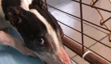 Investigación en Hemopet Revela Galgos Enfermos, Heridos y Estresados a Los Que Repetidamente se Les Extrae Sangre