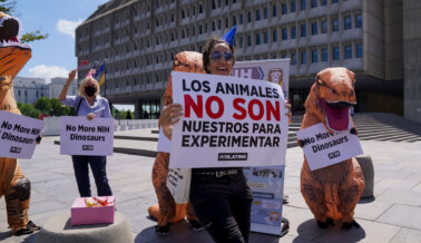 DE ÚLTIMO MOMENTO: Fauci Anuncia Renuncia Anticipada, PETA Pide Que Su Reemplazo Sea Más Vanguardista
