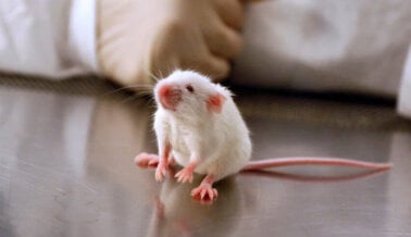 Desconcertante estudio muestra porqué los experimentos de cáncer en ratones son un fracaso