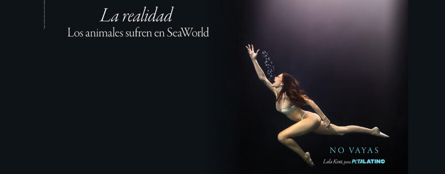 La súplica de una madre: Lala Kent pide alejarse de SeaWorld en una sentida campaña de PETA Latino