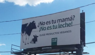 La industria láctea tras los inmigrantes. PETA Latino contraataca.