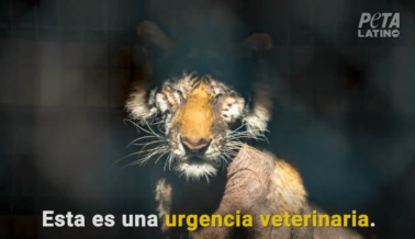 10 Animales en el Peor Zoológico de Carretera de EE.UU. Necesitan Ayuda