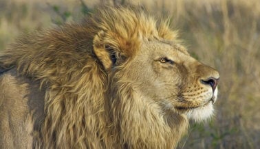 Madrid Prohíbe los Circos con Animales Silvestres