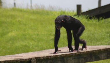 ¡Victoria! Tras Años de Trabajo Duro, PETA les Asegura una Nueva Vida a Chimpancés Explotados