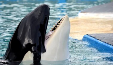 Celebridades de todo el mundo lamentan el fallecimiento de Lolita y protestan contra el cautiverio de las orcas