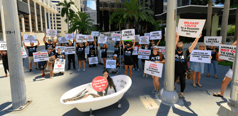 Protest for Lolita 