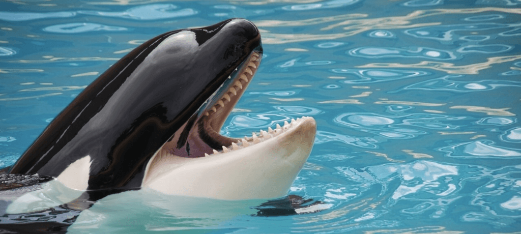 Lolita con la boca abierta en Miami Seaquarium