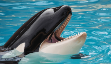 ¡Victoria! Miami Seaquarium Anuncia Plan para Enviar a Orca Lolita a Seaside Sanctuary