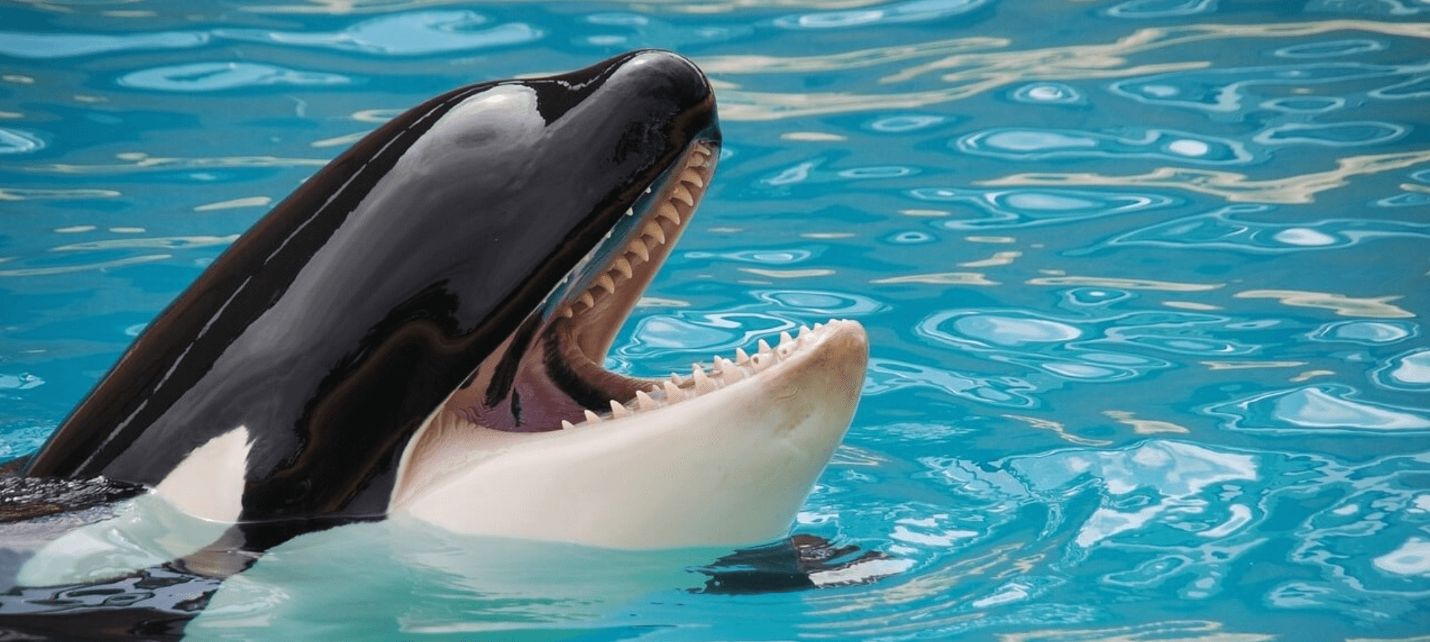 5 Formas de Hacer un Llamado a Seaquarium por el Confinamiento Permanente de Lolita