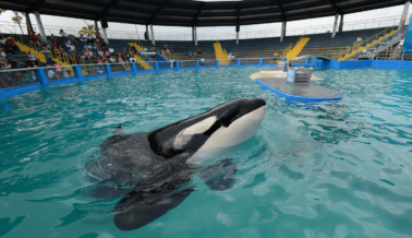 Así es Como el Miami Seaquarium Les Ha Fallado a los Animales