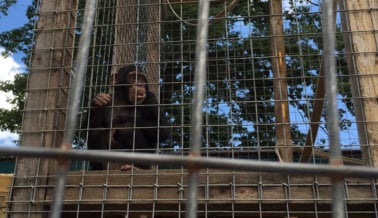 ¡Pide a DeYoung Family Zoo que traslade a los chimpancés a santuarios acreditados!