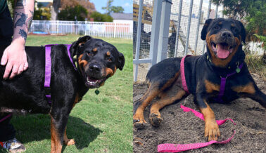¡Lucy, Estoy en Casa! (Justo Lo Que Esta Rottie Adoptable Quiere Oír) ¡Lucy, Estoy en Casa! (Justo Lo Que Esta Rottie Adoptable Quiere Oír)