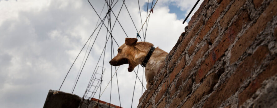 Soledad, Aburrimiento, Insolación y Hambre: Así Viven los Perros Atrapados en Azoteas