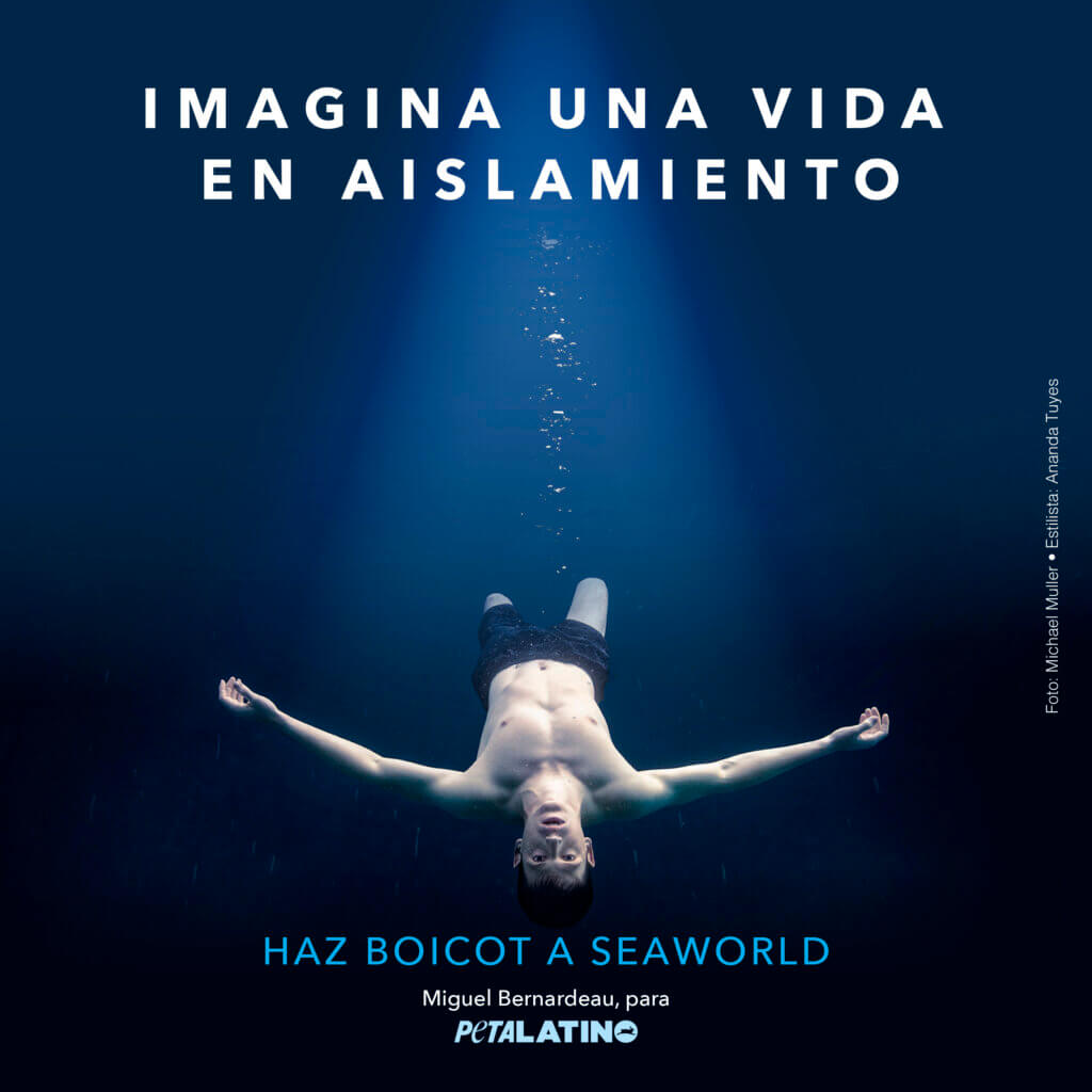 Miguel Bernardeau in Seaworld ad