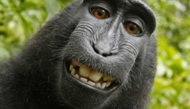 Se llega a un acuerdo: el caso del “selfi del mono” sentó un precedente para los derechos de los animales