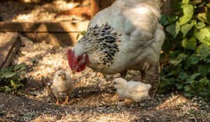 Madre gallina con sus pollitos