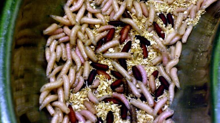 Resultado de imagen para ostras podridos con gusanos