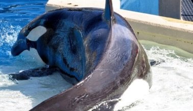 Deplorable: fotos de testigo muestran orca en SeaWorld cubierta de lastimaduras