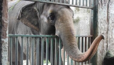 PETA lamenta la muerte de Mali, la elefanta que pasó décadas sola en el Manila Zoo.
