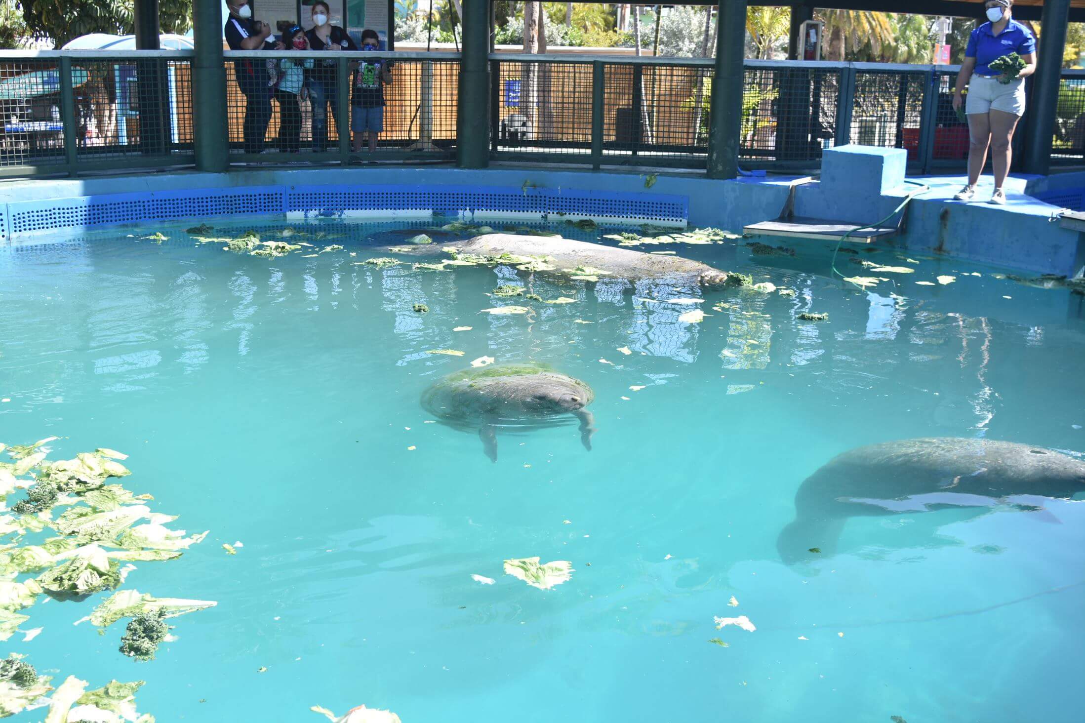 Manetee en un tanque en Miami Seaquarium